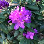 Chuck Martin: Rhododendrons