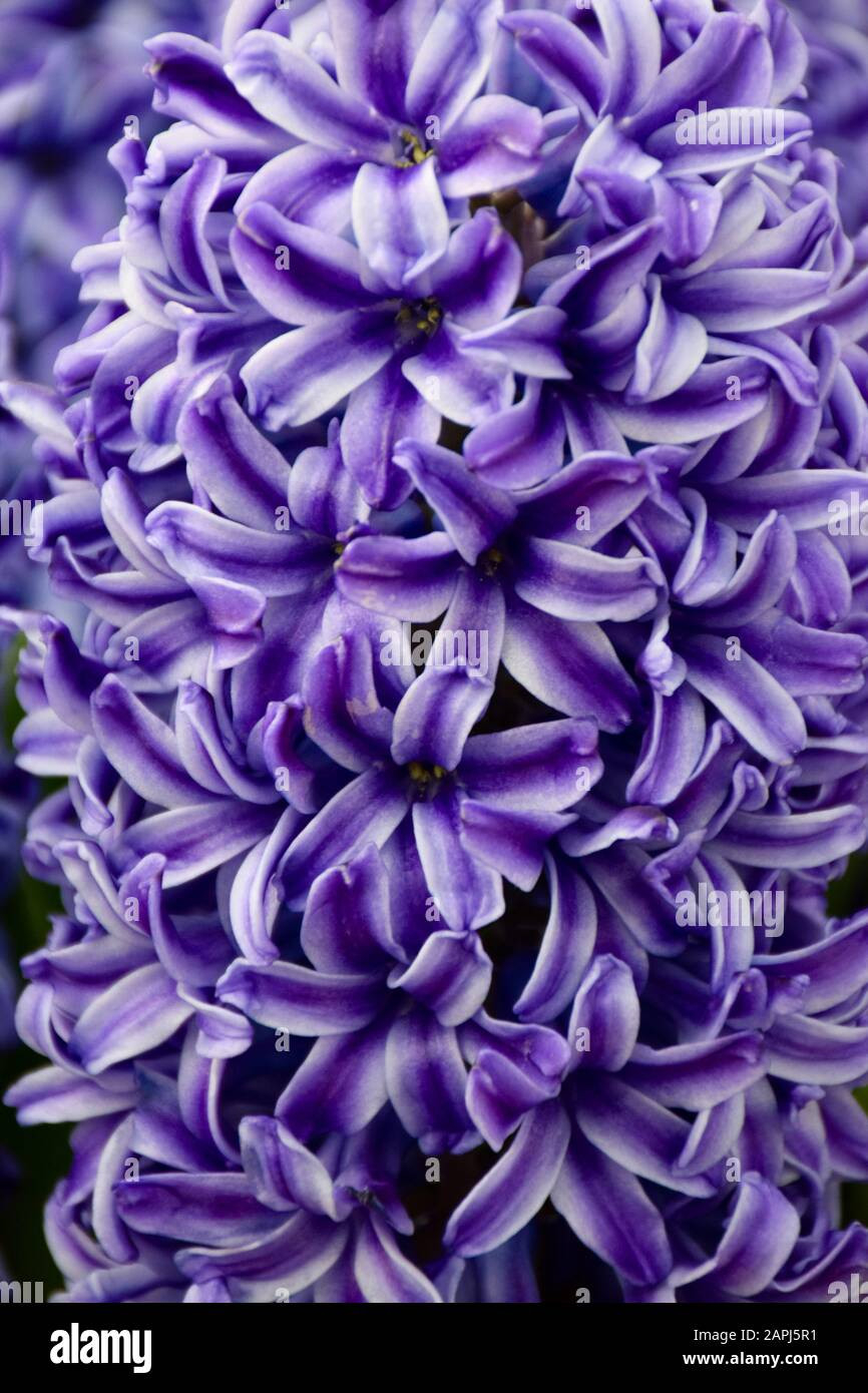 Close Up Of Purple Hyacinth Flower, (Hyacinthus Orientalis