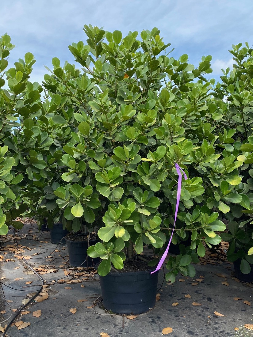 Clusia Rosea (Pitch Apple) For Sale Treeworld Wholesale