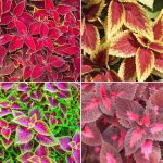 Coleus Plants - [How To] Grow, Care For The Mayana Plant