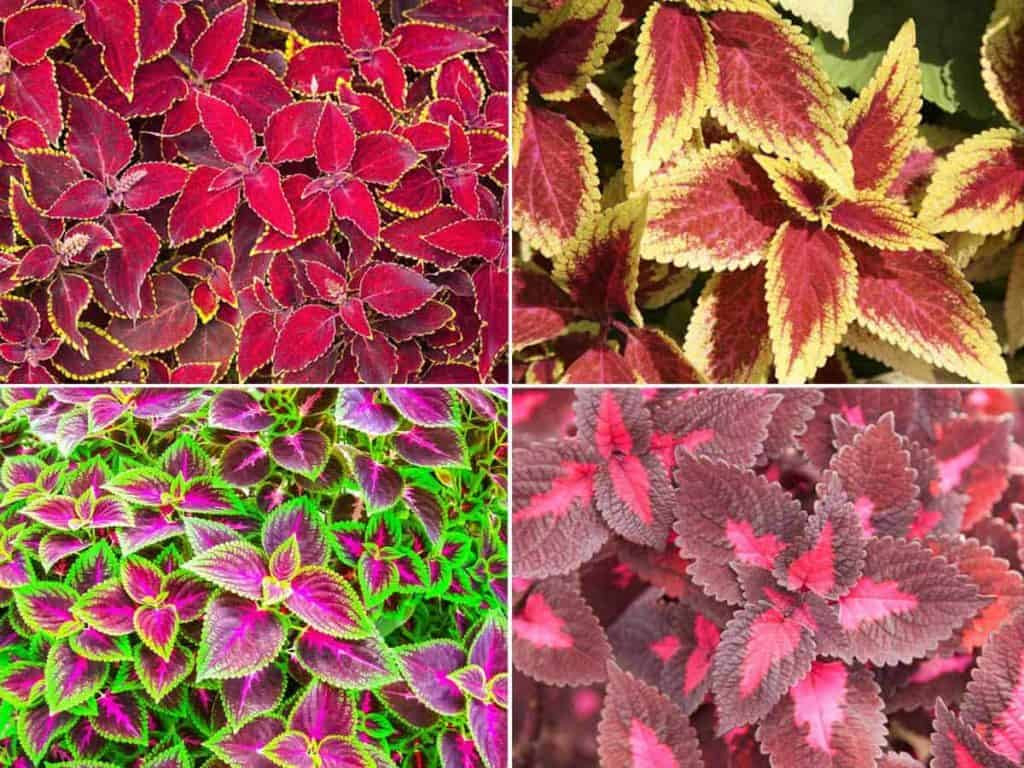 Coleus Plants - [How To] Grow, Care For The Mayana Plant