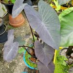 Colocasia Black Magic Variegated 4Ft Mother Plant (Induk