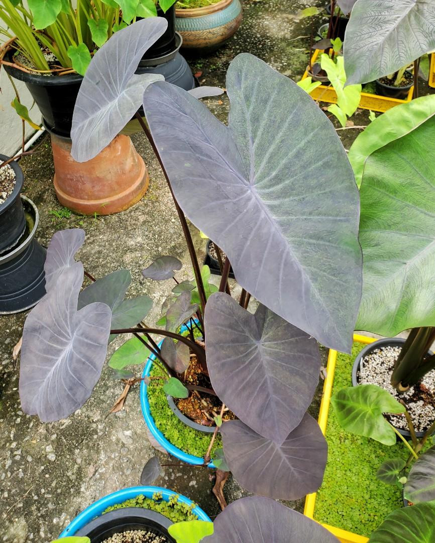 Colocasia Black Magic Variegated 4Ft Mother Plant (Induk