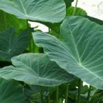 Colocasia Esculenta: Facts, Description Uses, Medicinal Value