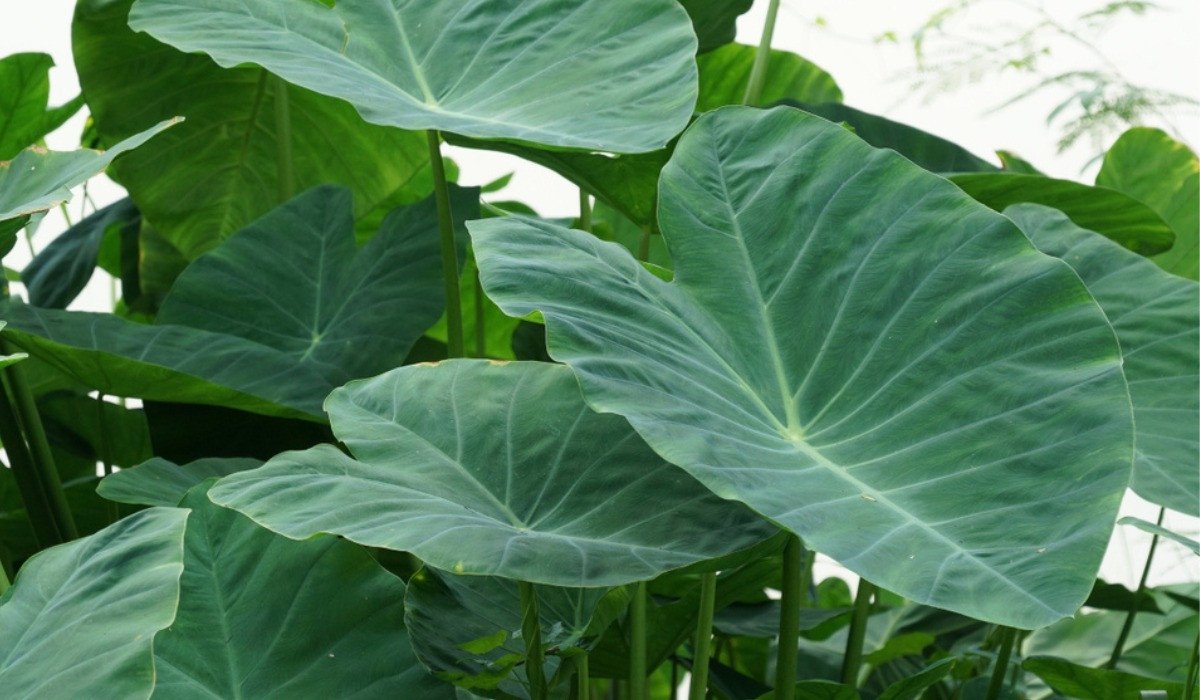 Colocasia Esculenta: Facts, Description Uses, Medicinal Value