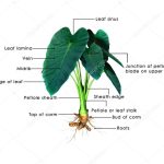 Colocasia Plant Stock Photos, Royalty Free Colocasia Plant Images