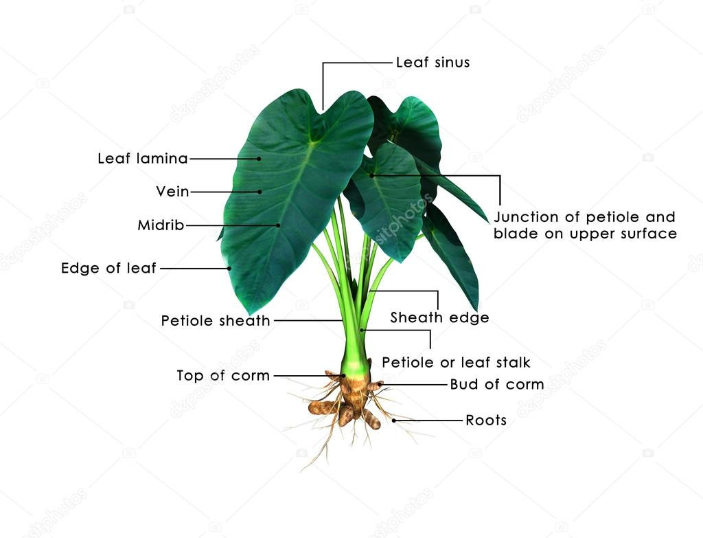 Colocasia Plant Stock Photos, Royalty Free Colocasia Plant Images