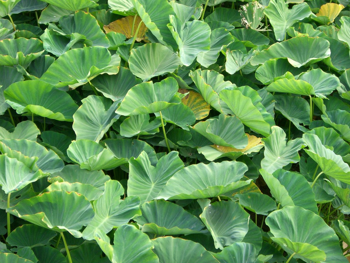 Colocasia – Wikipedia