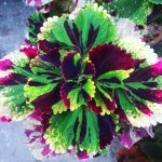 Colourful Mayana Plant — Steemit