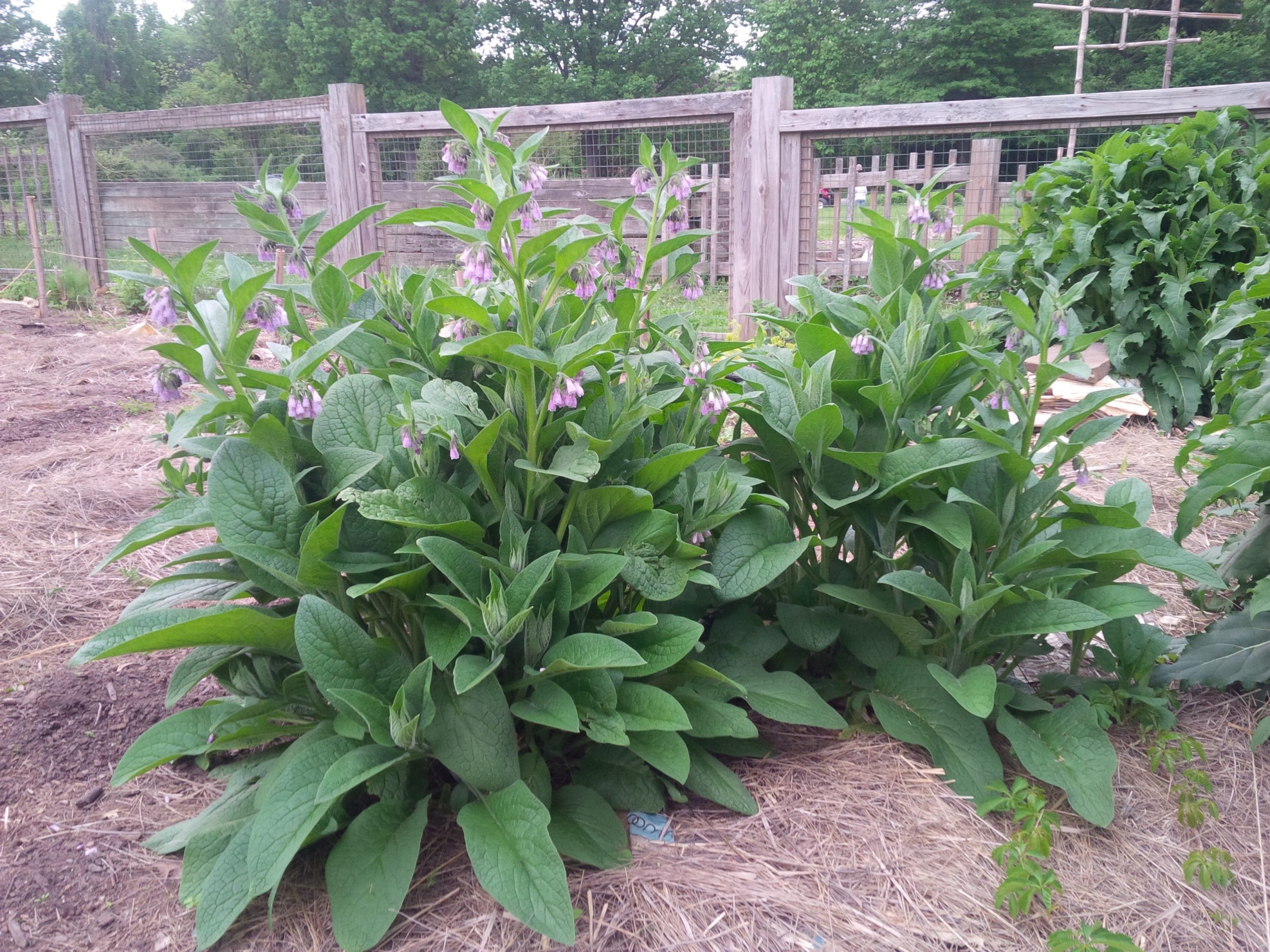 Comfrey – Advice From The Herb Lady
