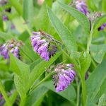 Comfrey: Planting & Caring For The Medicinal Herb – Plantura