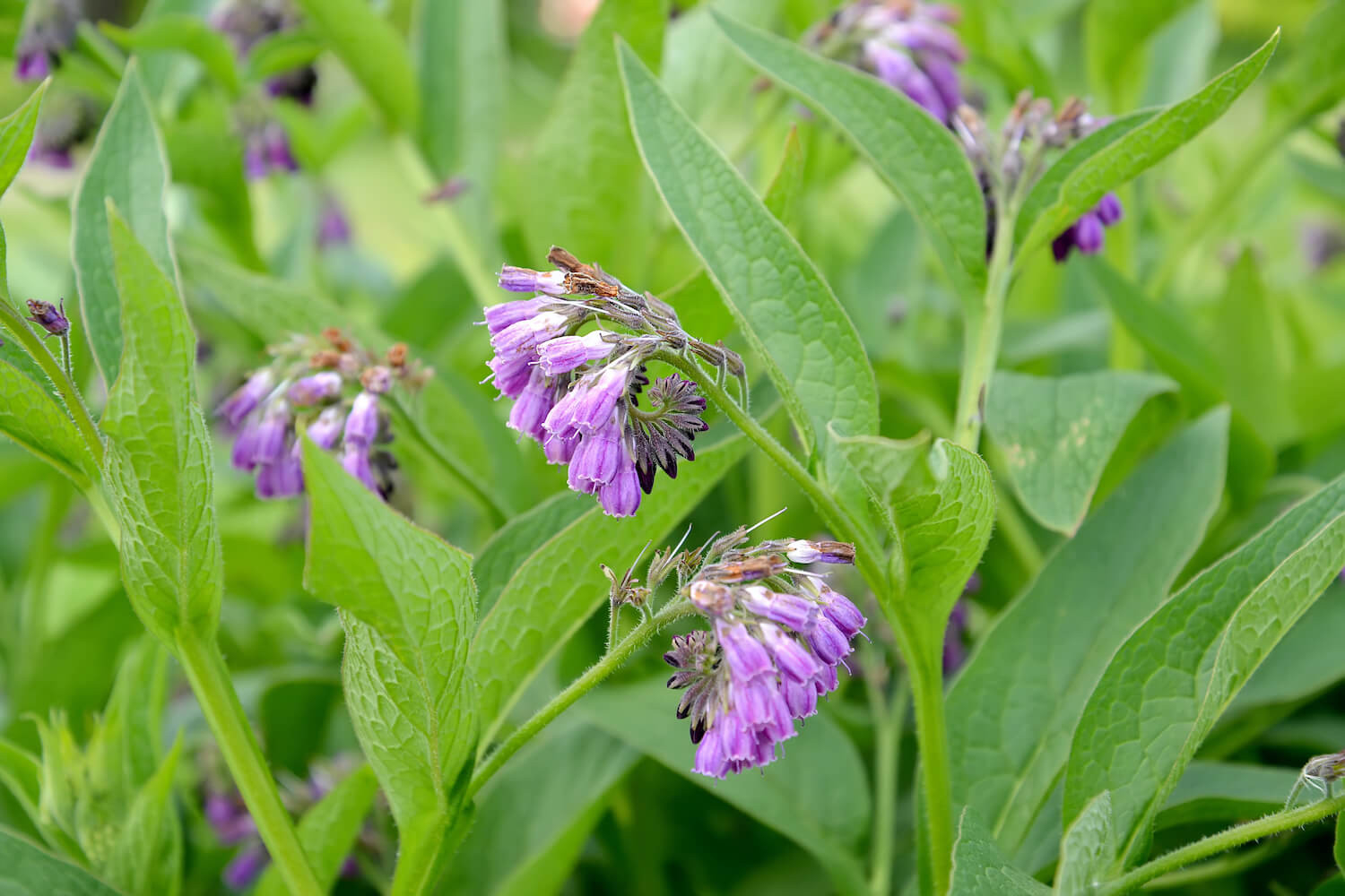 Comfrey: Planting & Caring For The Medicinal Herb – Plantura