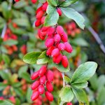 Common Barberry (Berberis Vulgaris) Flower, Leaf, Care, Uses