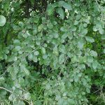 Common Buckthorn – New York Invasive Species Information