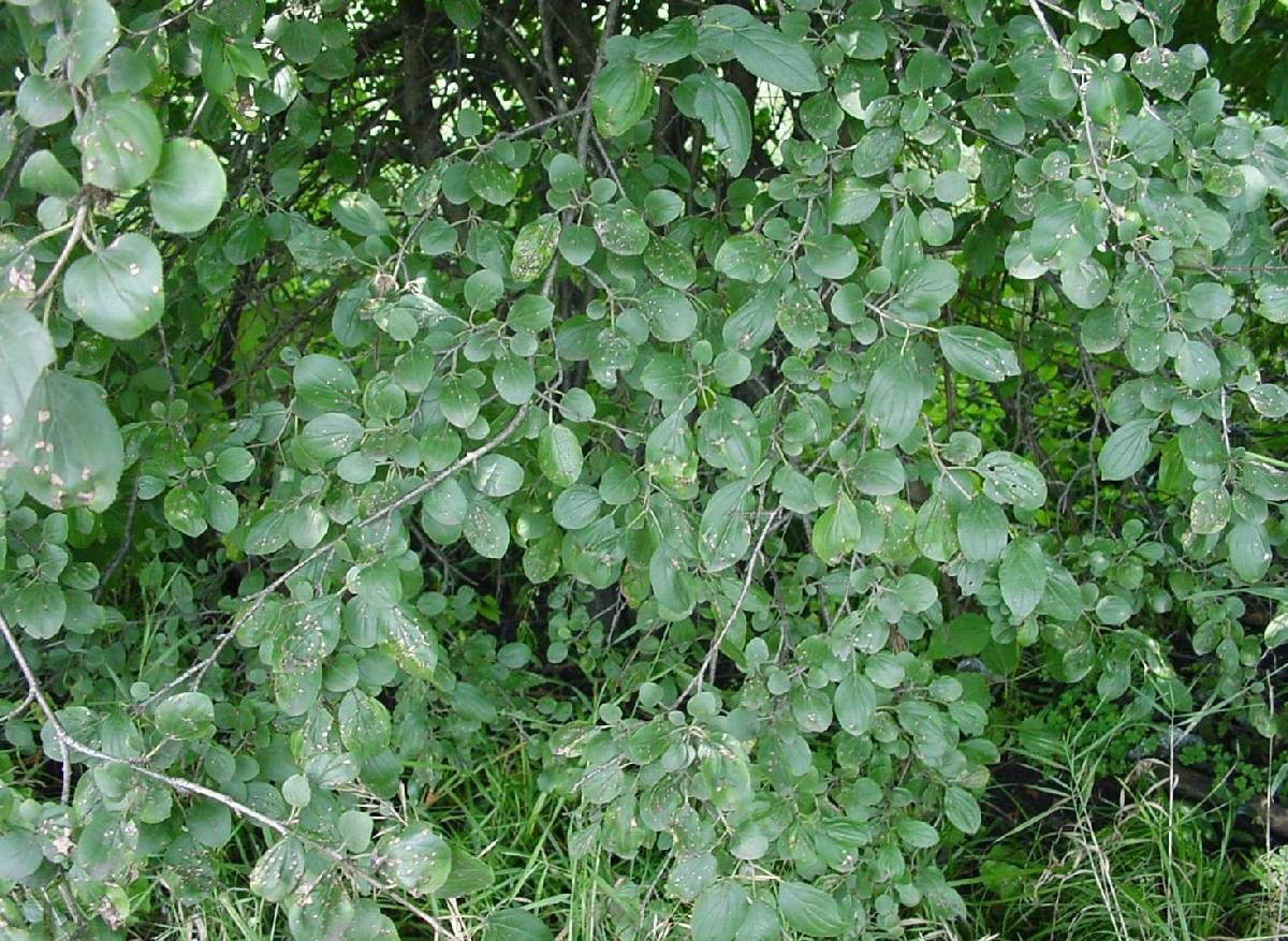 Common Buckthorn – New York Invasive Species Information