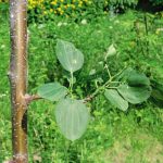 Common Buckthorn – Profile And Resources | Invasive Species Centre