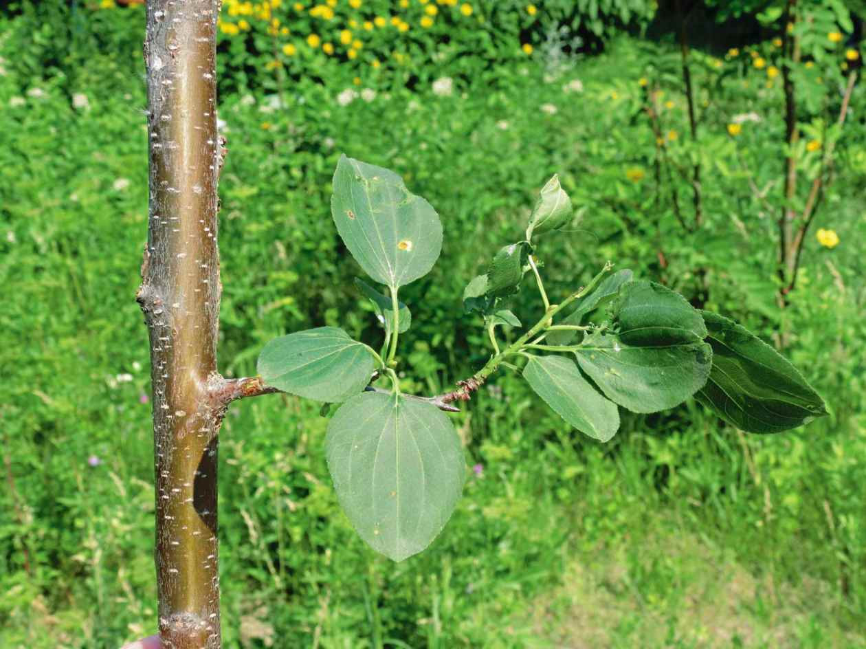 Common Buckthorn – Profile And Resources | Invasive Species Centre