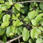 Common Buckthorn (Rhamnus Cathartica) – Spread The Word, Not The Plant