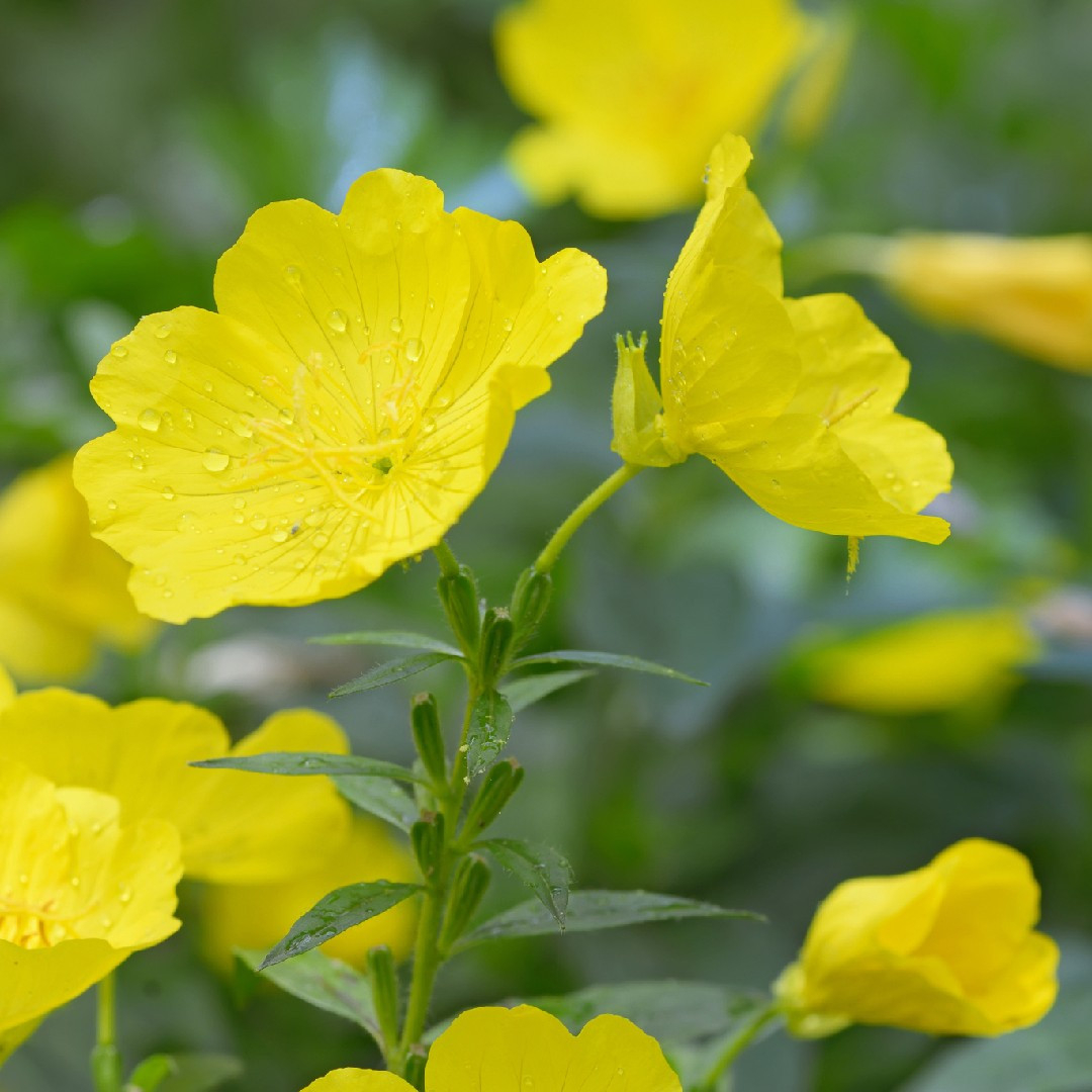 Common Evening Primrose Care (Watering, Fertilize, Pruning