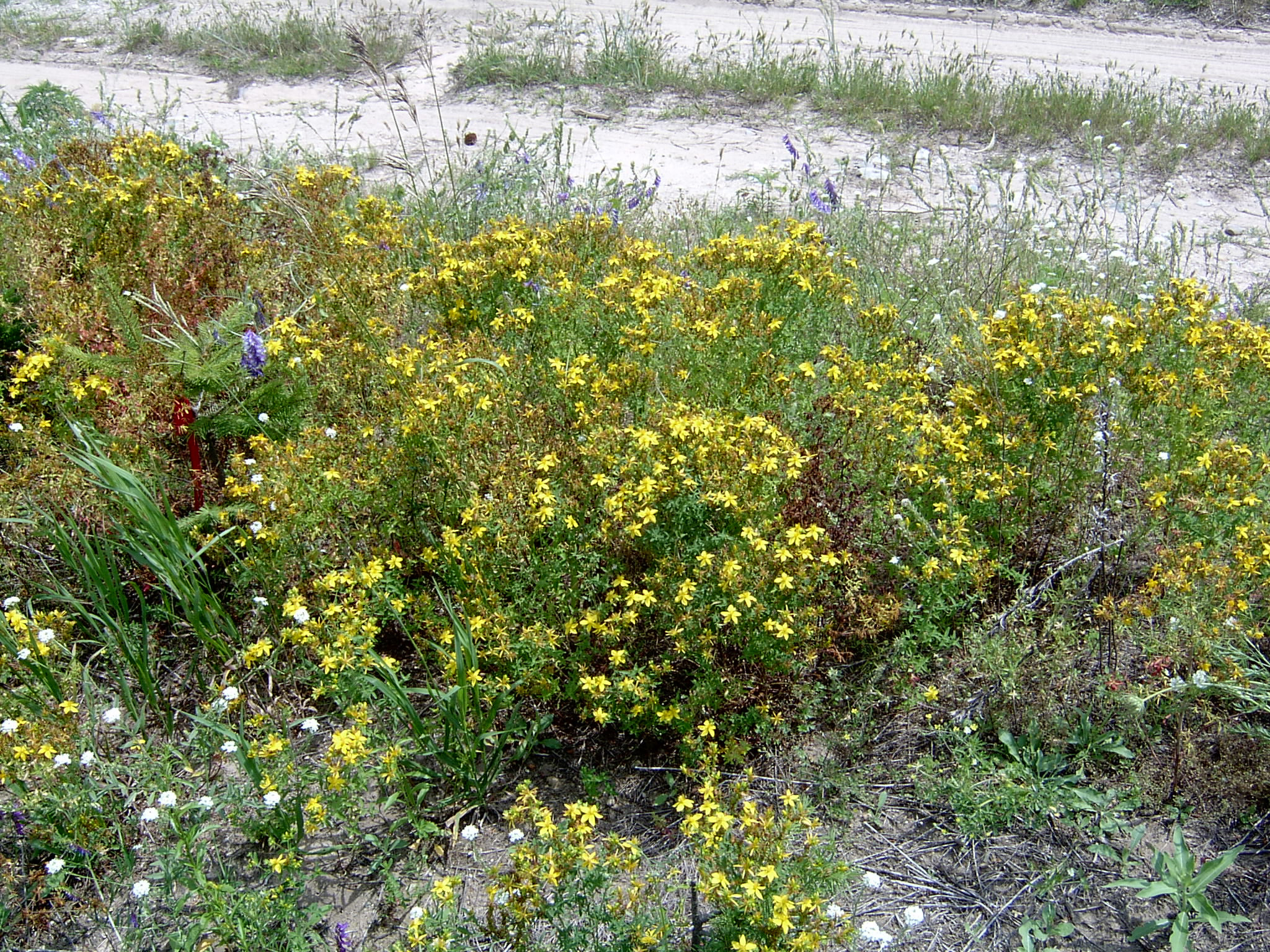 Common St. Johnswort – Hypericum Perforatum – Plant & Pest Diagnostics
