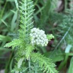 Common Yarrow (Achillea Millefolium) · Inaturalist