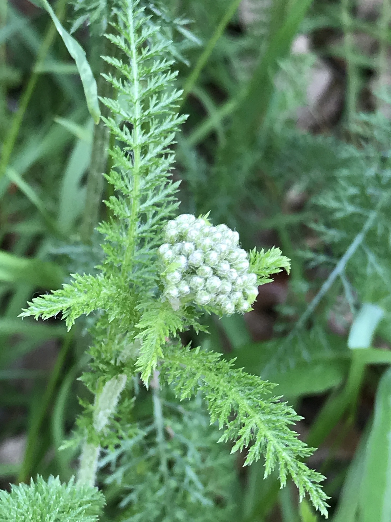 Common Yarrow (Achillea Millefolium) · Inaturalist