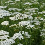 Common Yarrow: Planting, Care Guide & Uses – Plantura