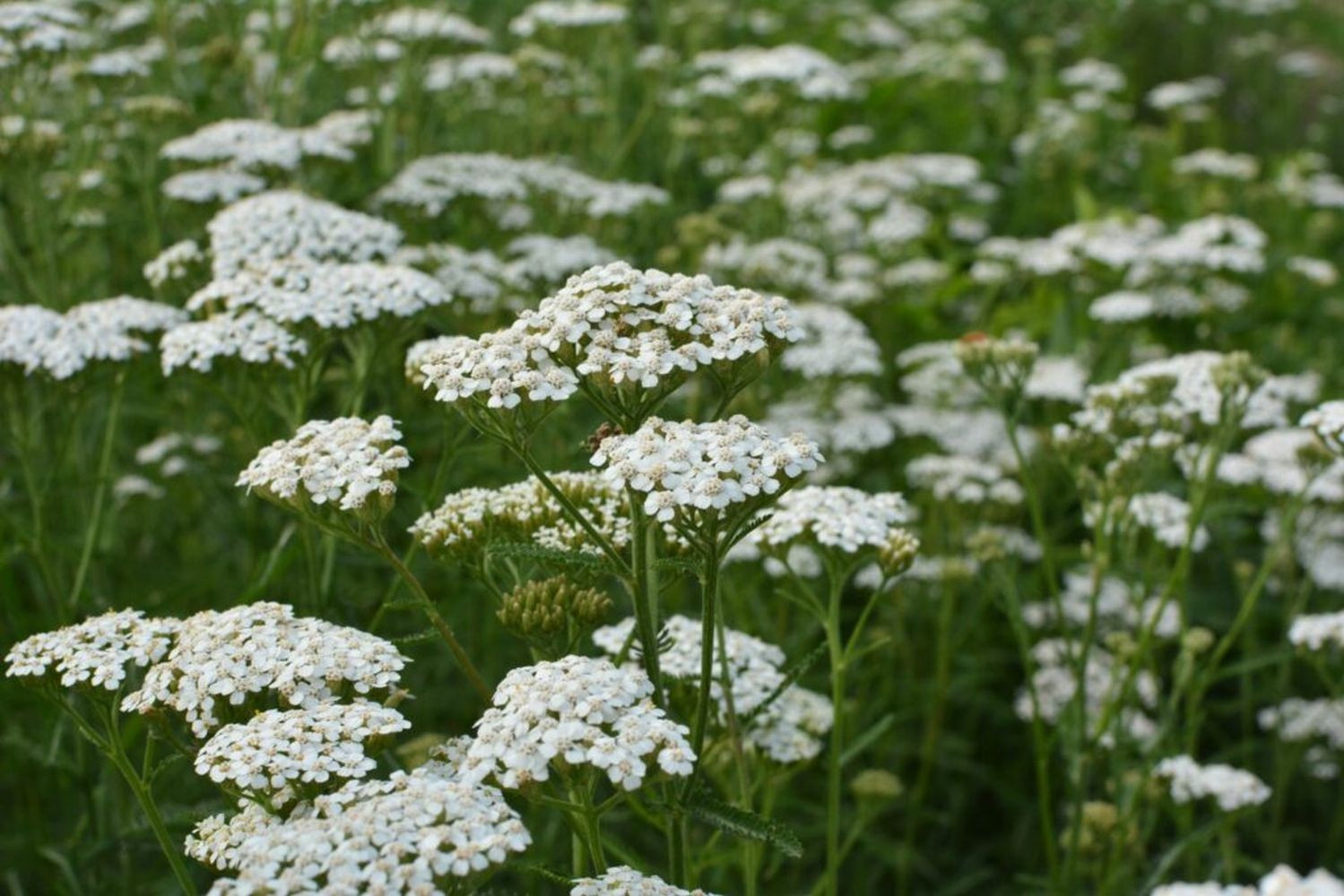 Common Yarrow: Planting, Care Guide & Uses - Plantura