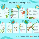 Companion Planting Guide For Vegetable Gardens
