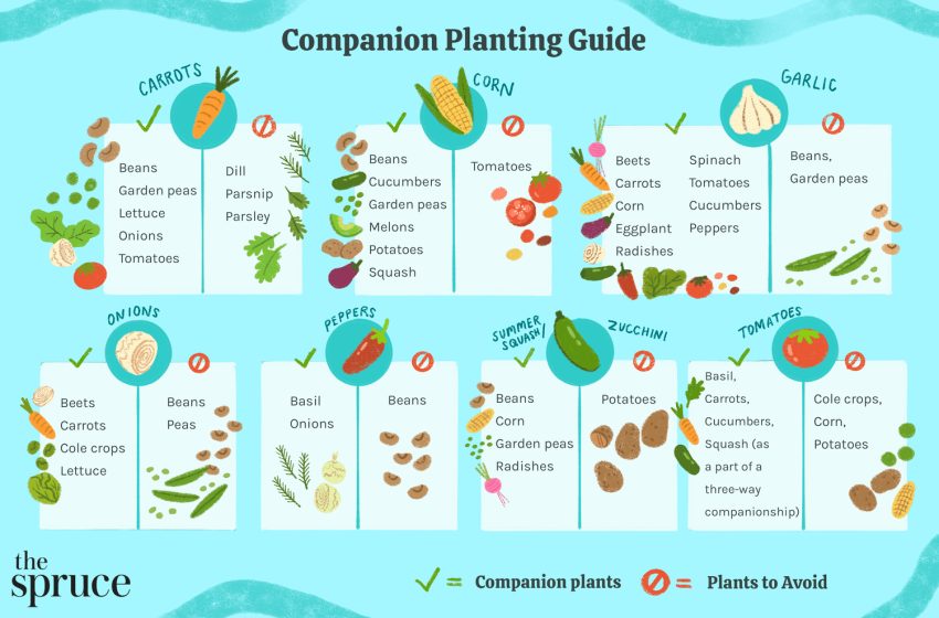  Companioning Plant