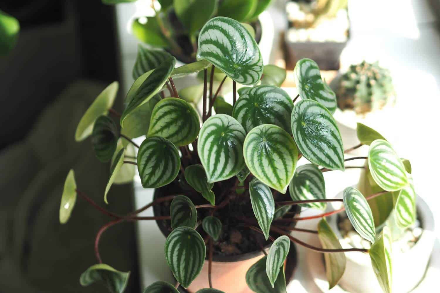 Complete Beginners Guide To Watermelon Peperomia Care - Hort Zone