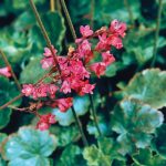 Coral Bells | Plant | Britannica