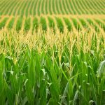 Corn | History, Cultivation, Uses, & Description | Britannica