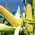 Corn | History, Cultivation, Uses, &amp; Description | Britannica