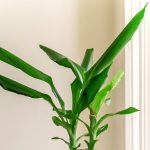 Corn Plant (Dracaena): Plant Care & Growing Guide