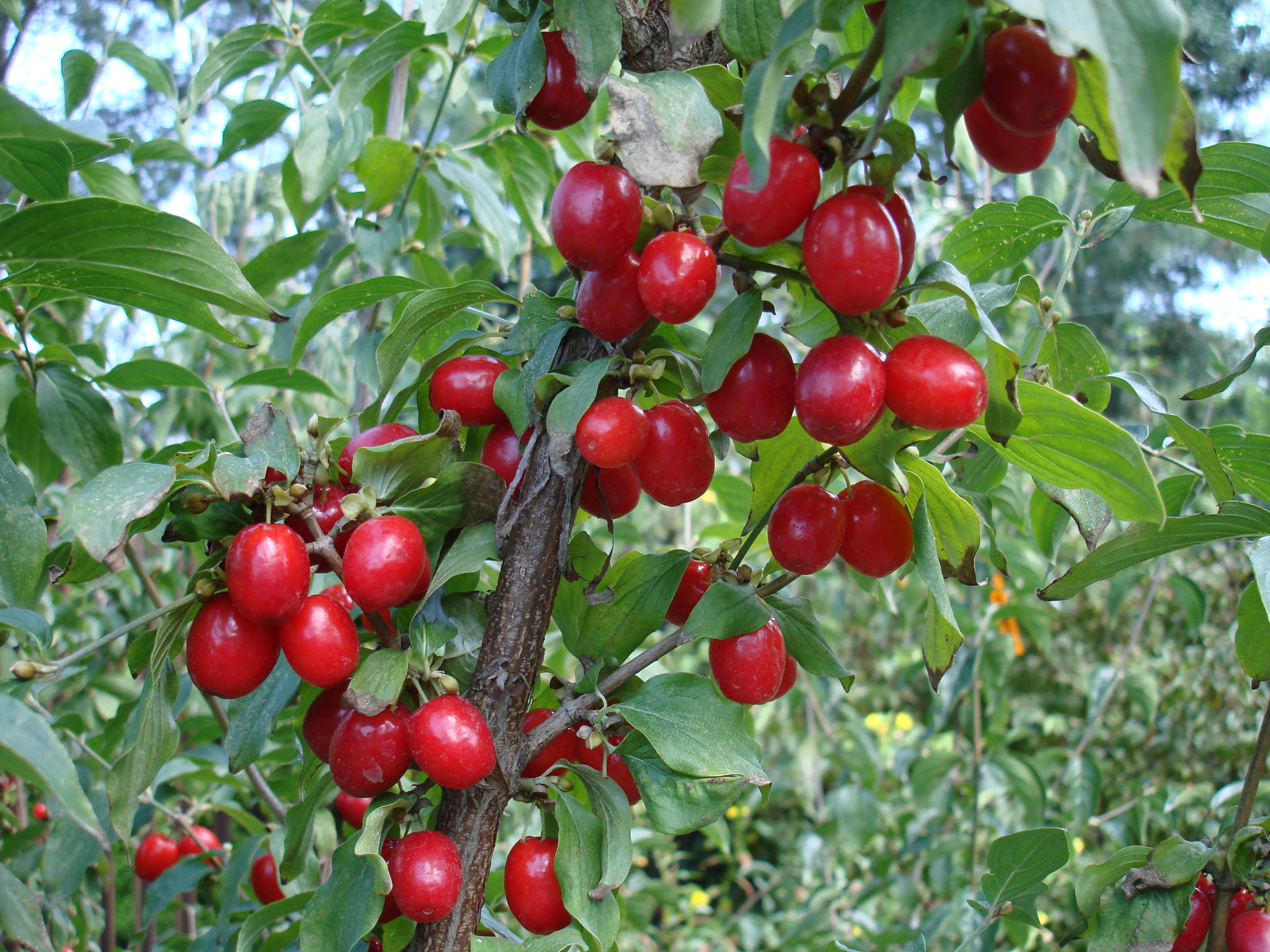 Cornelian Cherry (Cornus Mas) - Hardy Fruit Trees For Orchards