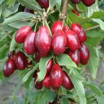 Cornelian Cherry (Cornus Mas) – Hardy Fruit Trees For Orchards