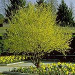 Cornelian Cherry Dogwood | Plant Profile | Sylvan Gardens