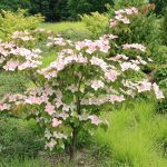 Cornus Kousa, Chinensis/Japanese Dogwood Tree – How To Plant And