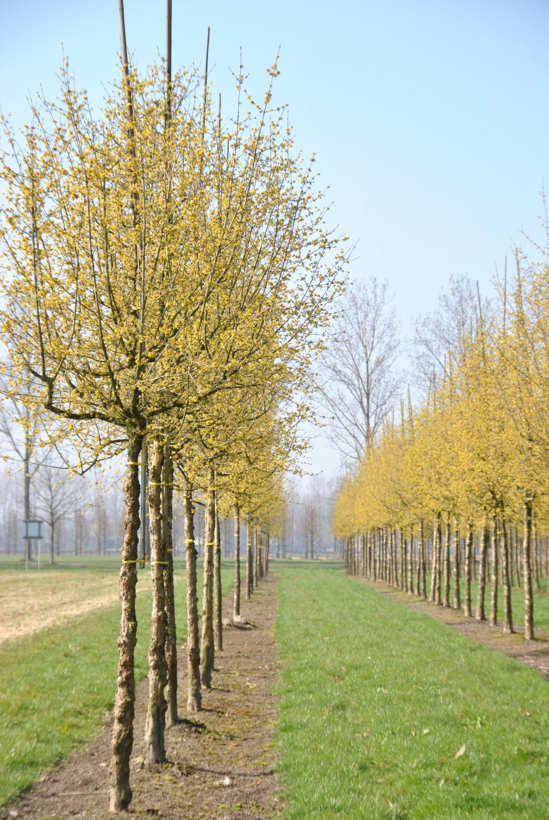 Cornus Mas | Cornelian Cherry – Pepinierele Van Den Berk