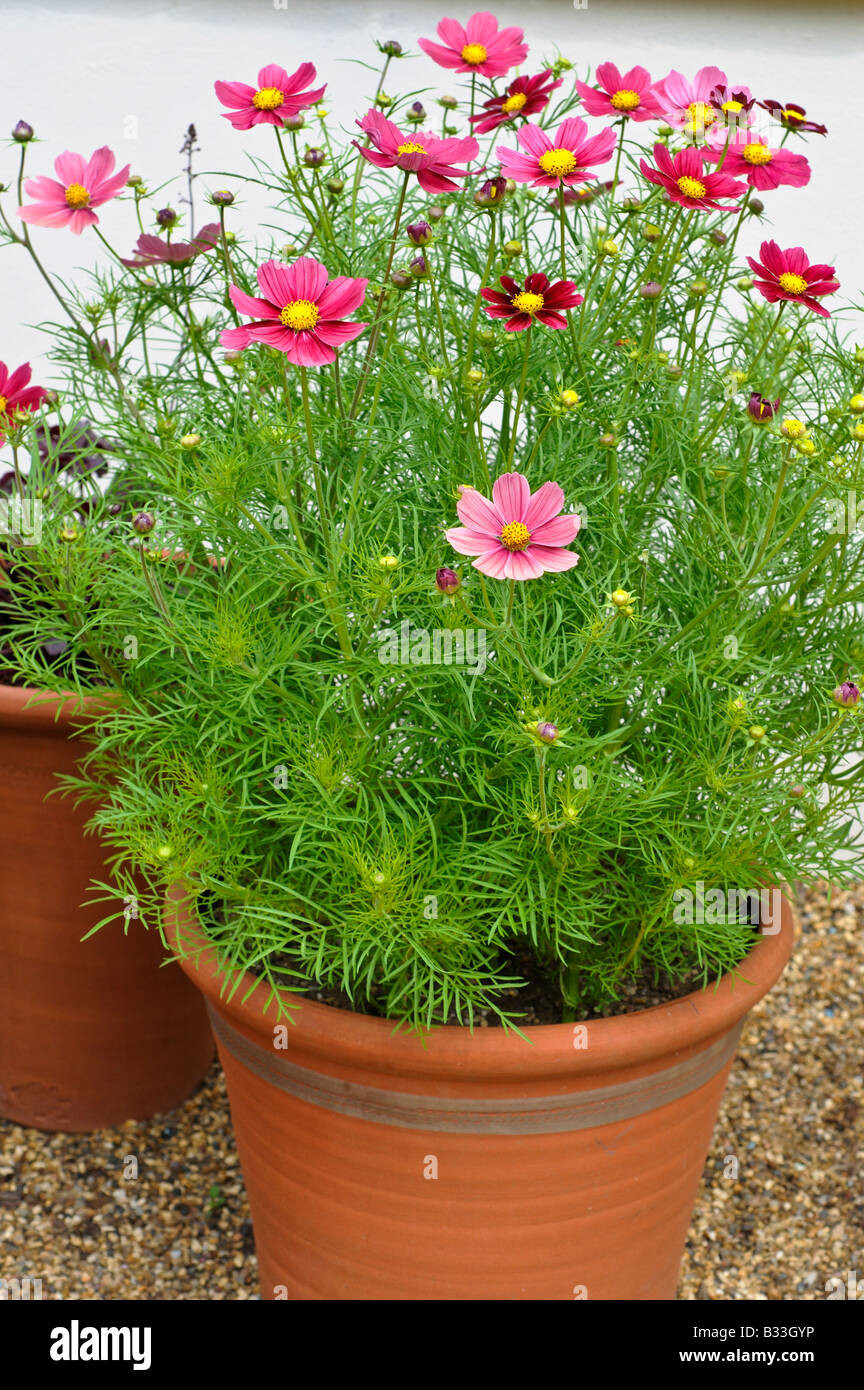 Cosmos Plant Hi Res Stock Photography And Images – Alamy