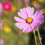 Cosmos Plants: How To Grow Cosmos Flowers