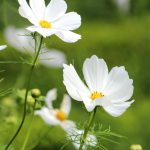 Cosmos – Sowing And Caring For These Abundant Flowers
