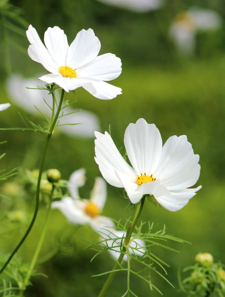 Cosmos - Sowing And Caring For These Abundant Flowers