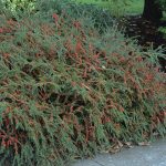 Cotoneaster Horizontalis | Landscape Plants | Oregon State University