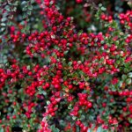 Cotoneaster: How To Grow And Care For Cotoneaster | Bbc Gardeners