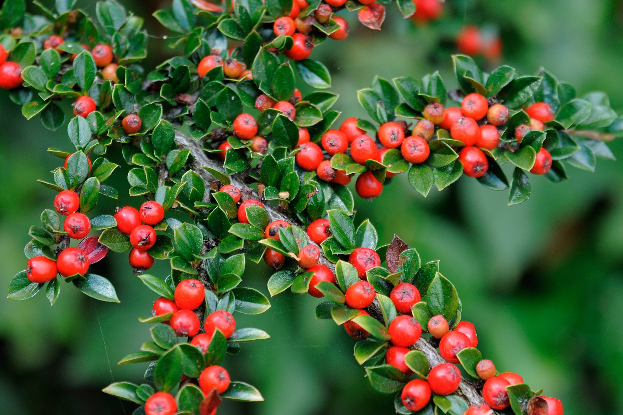 Cotoneaster: How To Grow And Care For Cotoneaster | Bbc Gardeners
