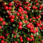 Cotoneaster Plant Care - Information On Growing Cotoneaster Shrubs