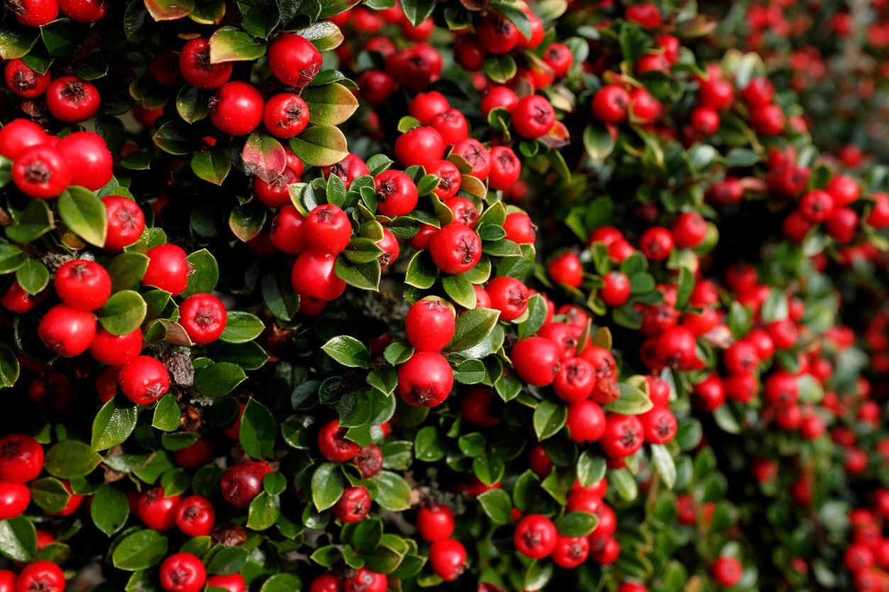 Cotoneaster Plant Care – Information On Growing Cotoneaster Shrubs