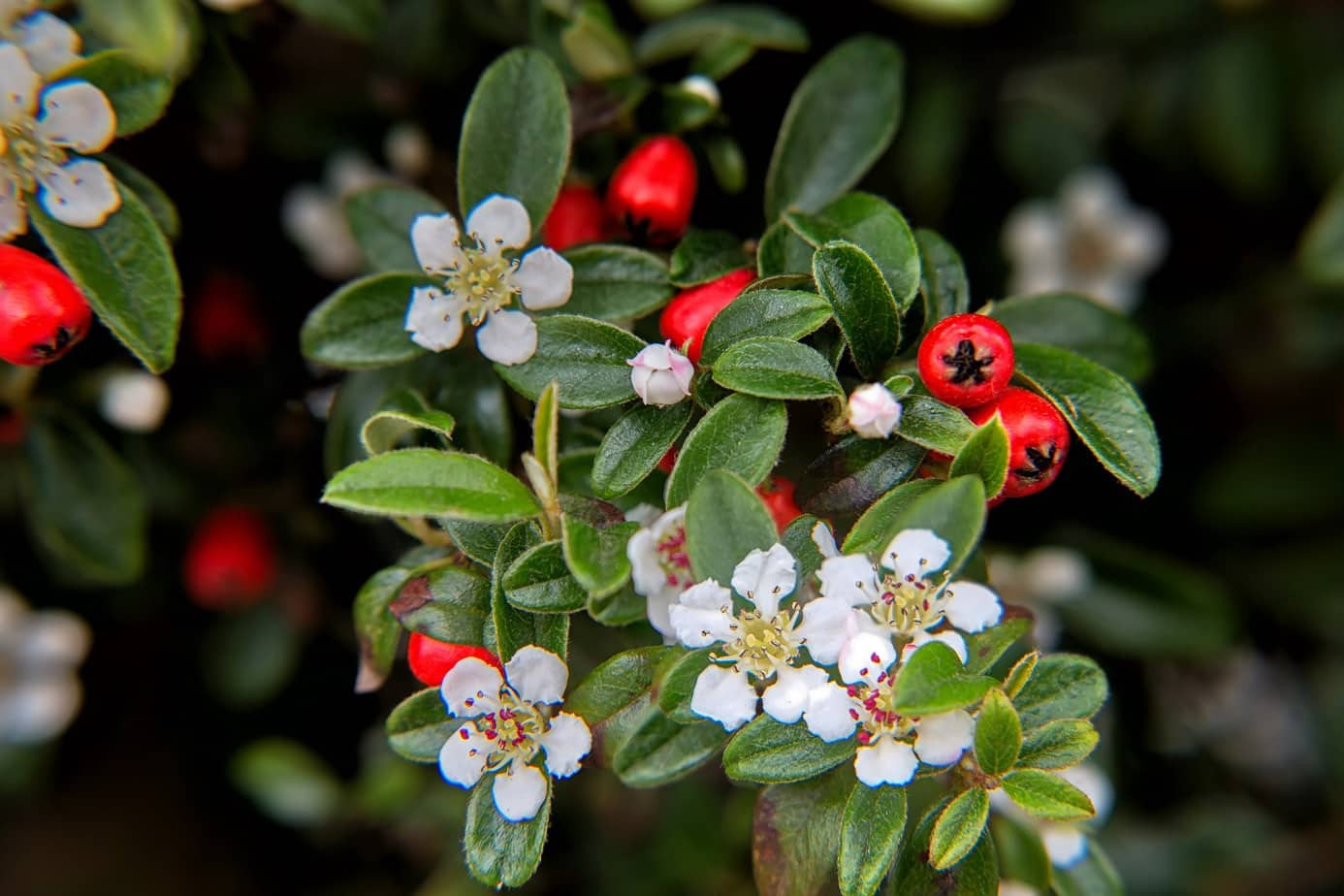 Cotoneaster Plant Care | Plantly